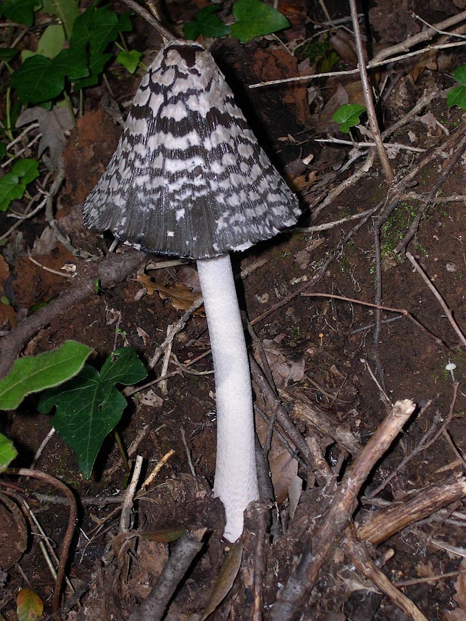 Passeggiata senza funghi